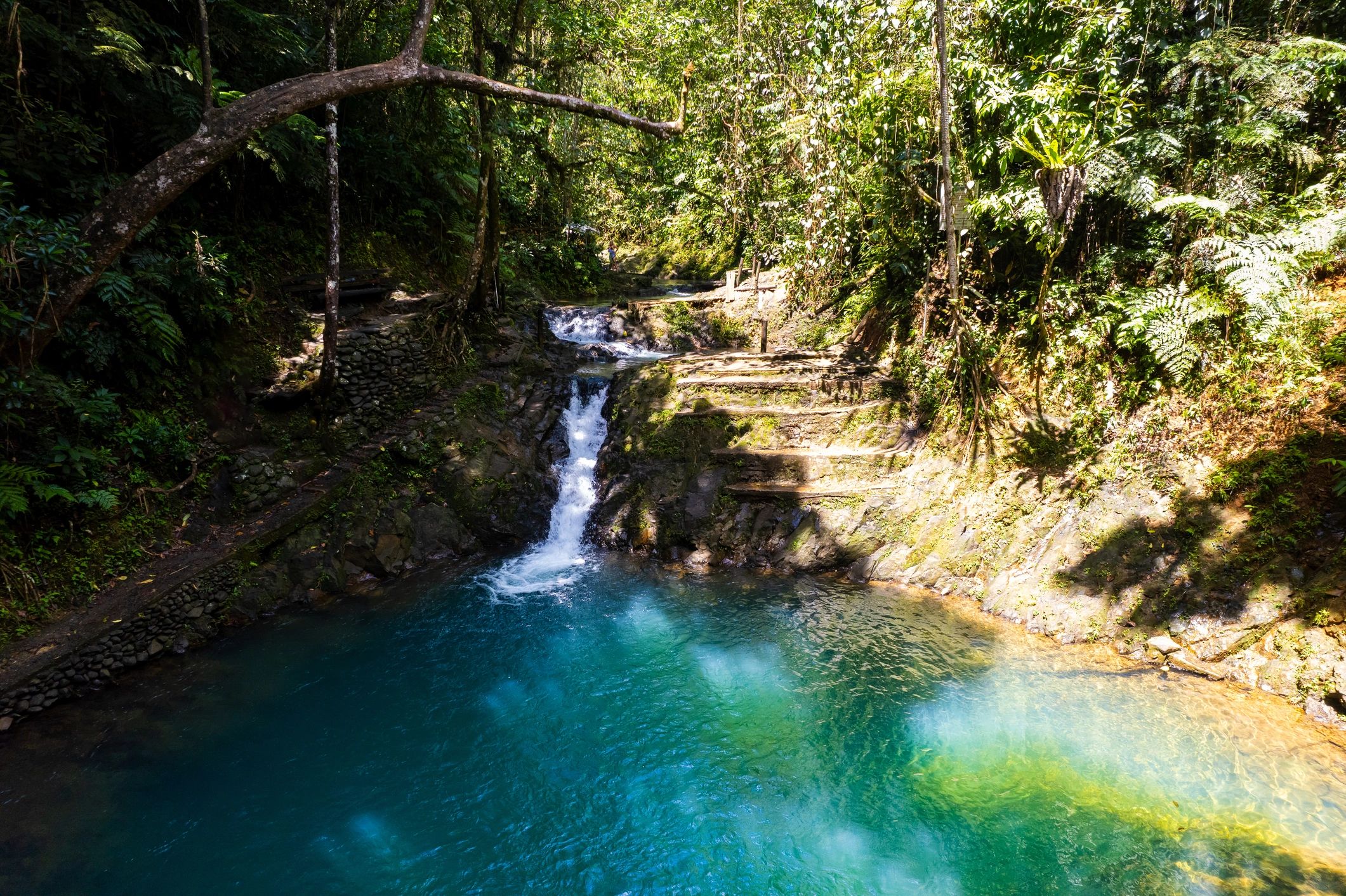 Rainforest hiking trail on Koro Island, Fiji