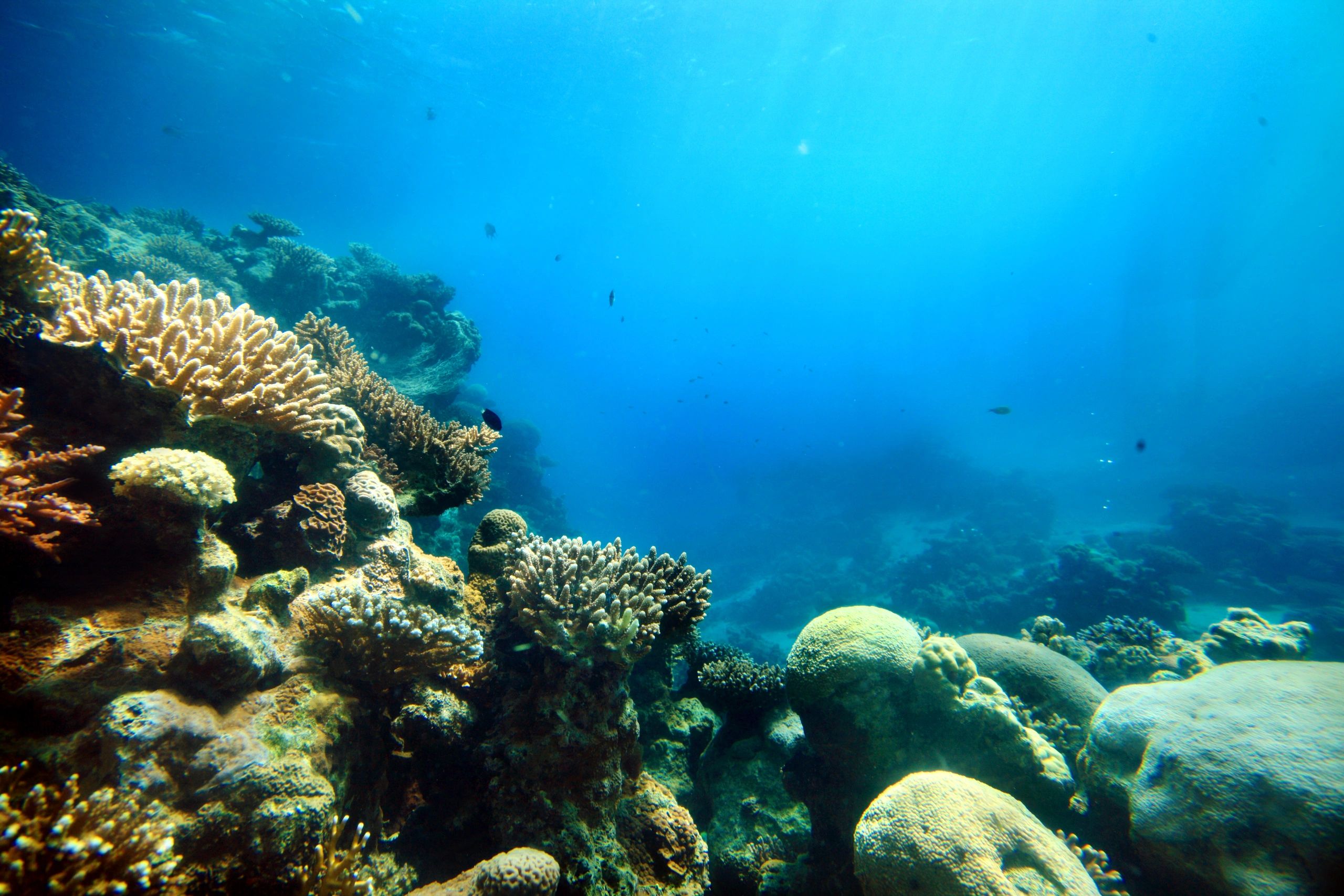 Scuba diver exploring coral reef in Fiji
